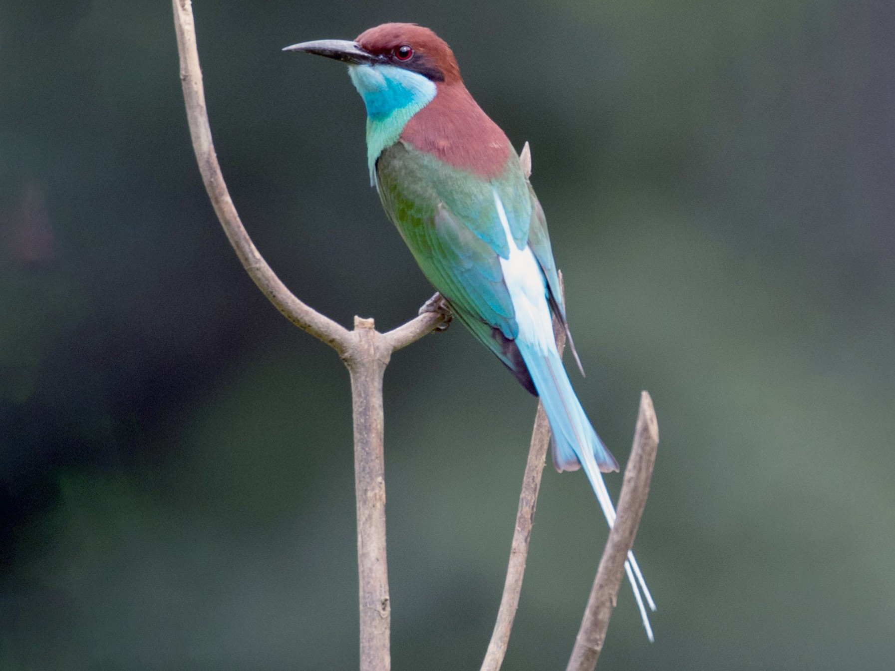 Blue-throated Bee-eater - Robert Lewis