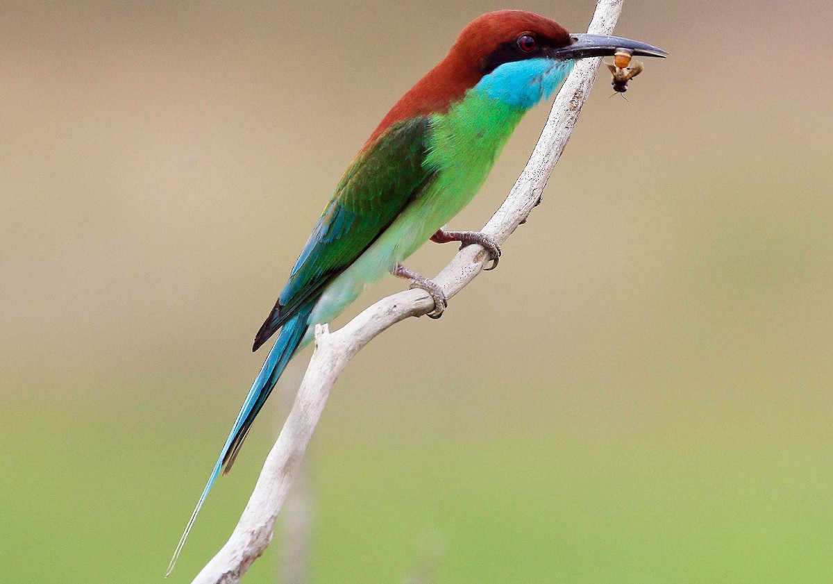 Blue-throated Bee-eater - eBird