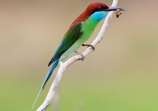  - Blue-throated Bee-eater