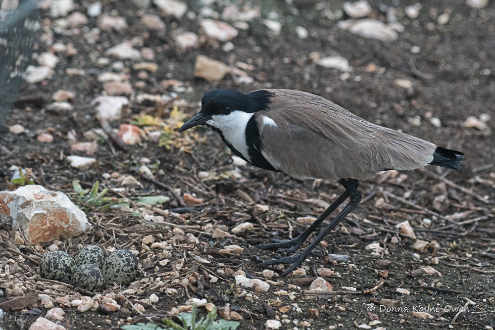 Spur-winged Lapwing - ML176892531