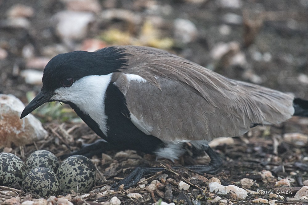 Spur-winged Lapwing - ML176892551