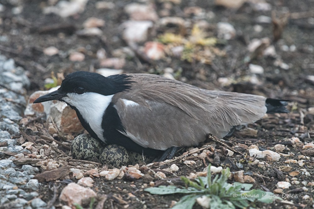 Spur-winged Lapwing - ML176892561