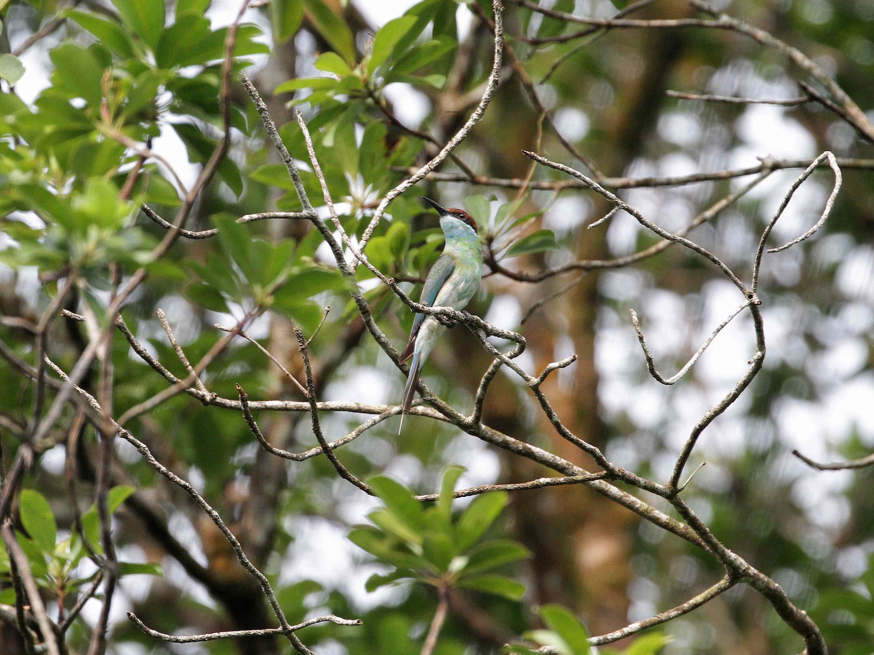 Blue-throated Bee-eater - Kian Guan Tay