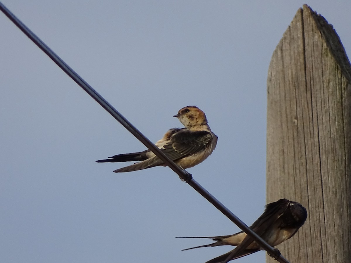 Red-rumped Swallow - ML176892781