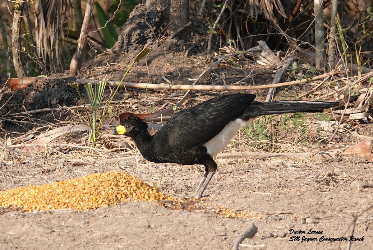 Bare-faced Curassow - ML176897281