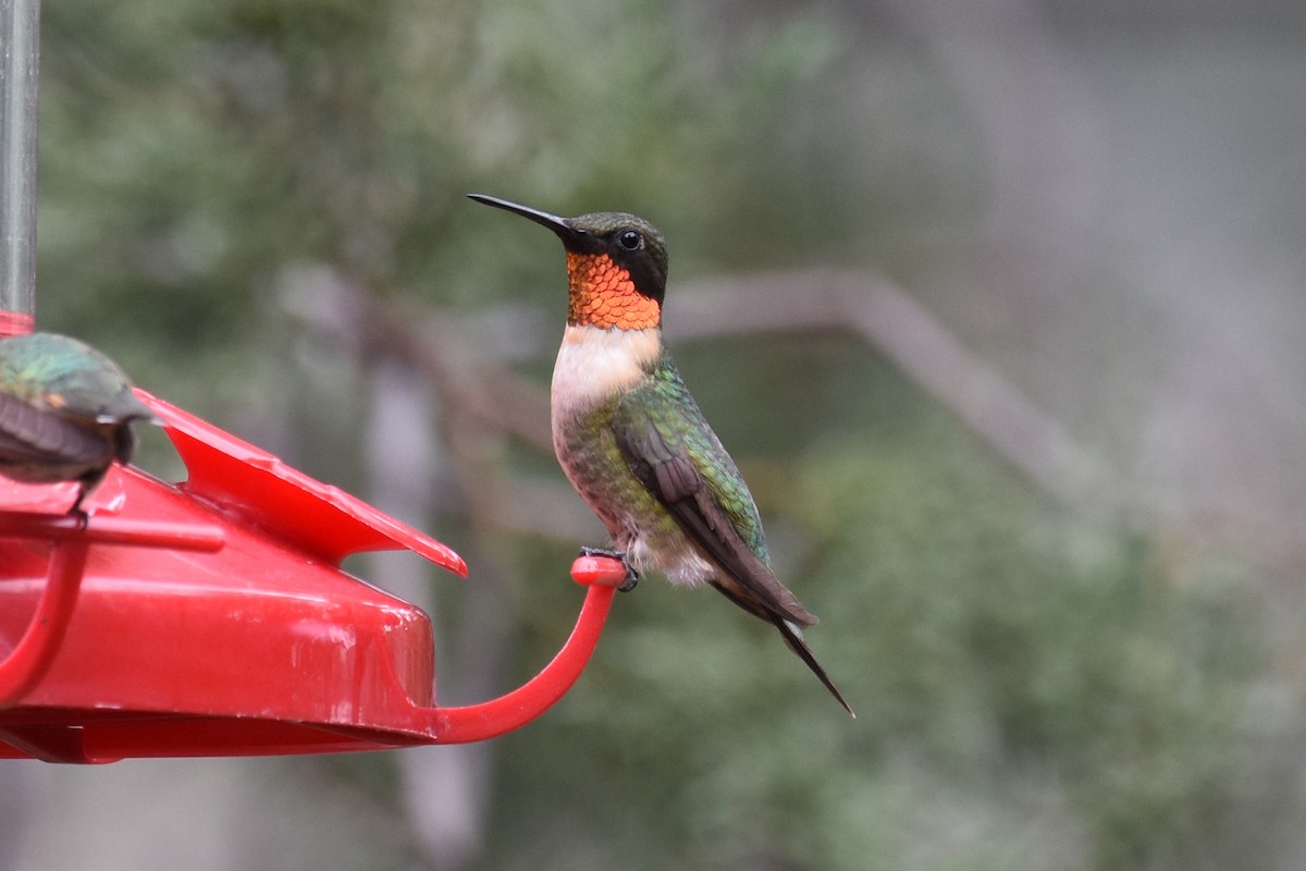 Ruby-throated Hummingbird - Janet Rathjen