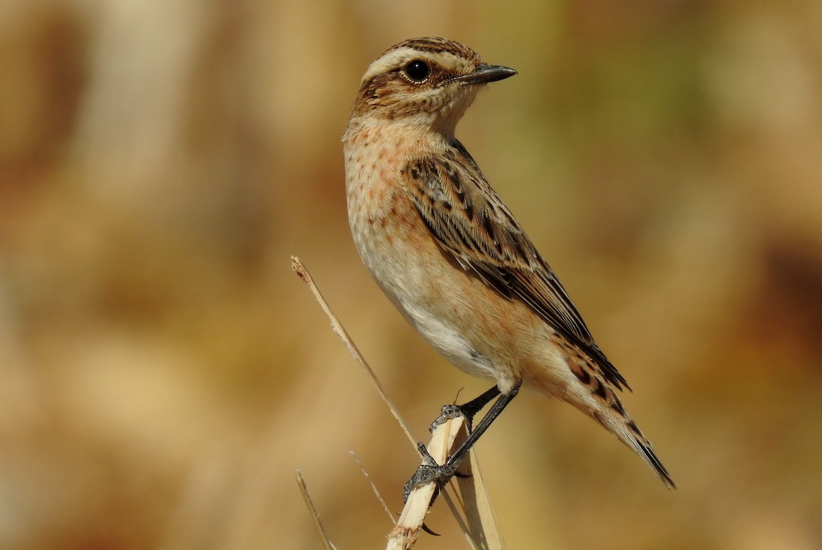 Whinchat - ML176898491