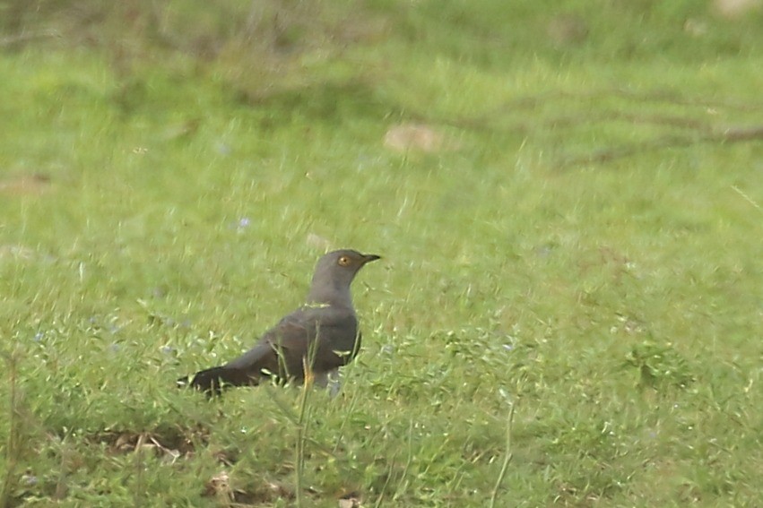 Gray-bellied Cuckoo - ML176898881