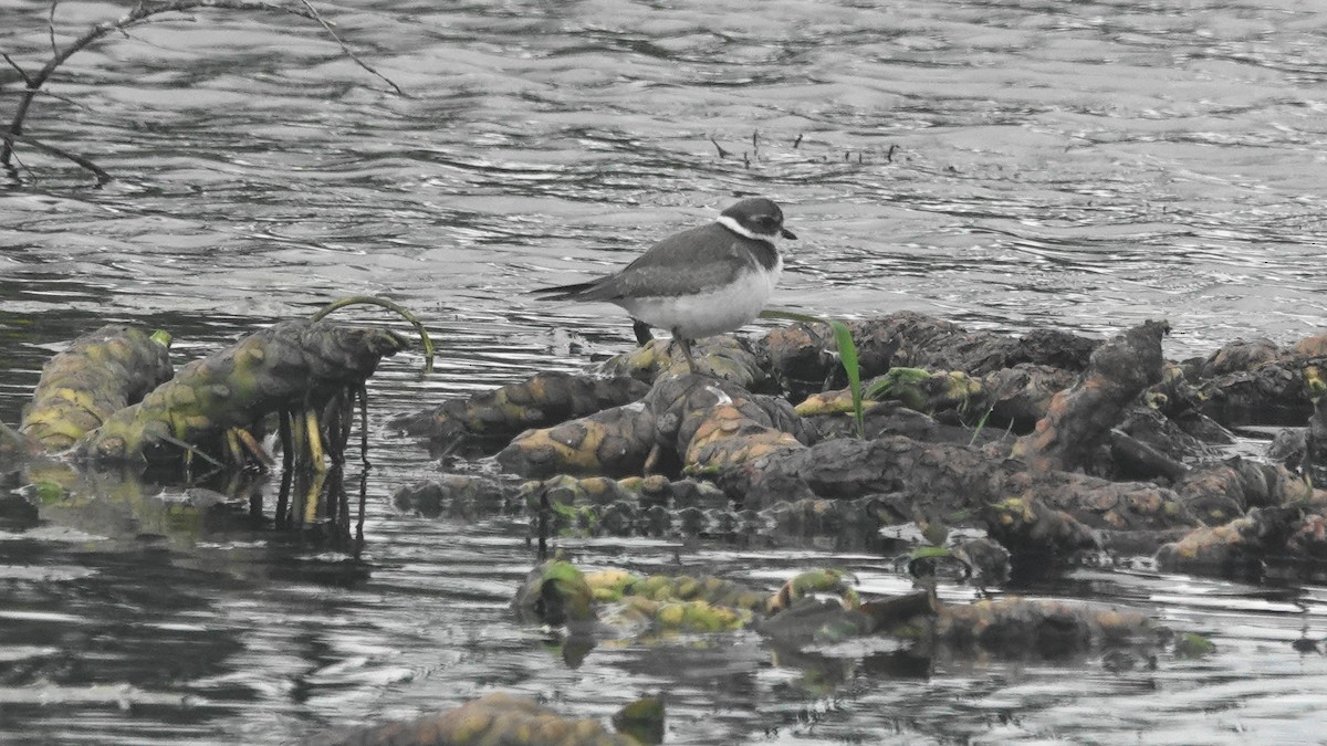 Semipalmated Plover - ML176904371