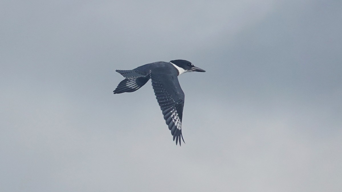 Belted Kingfisher - ML176905021