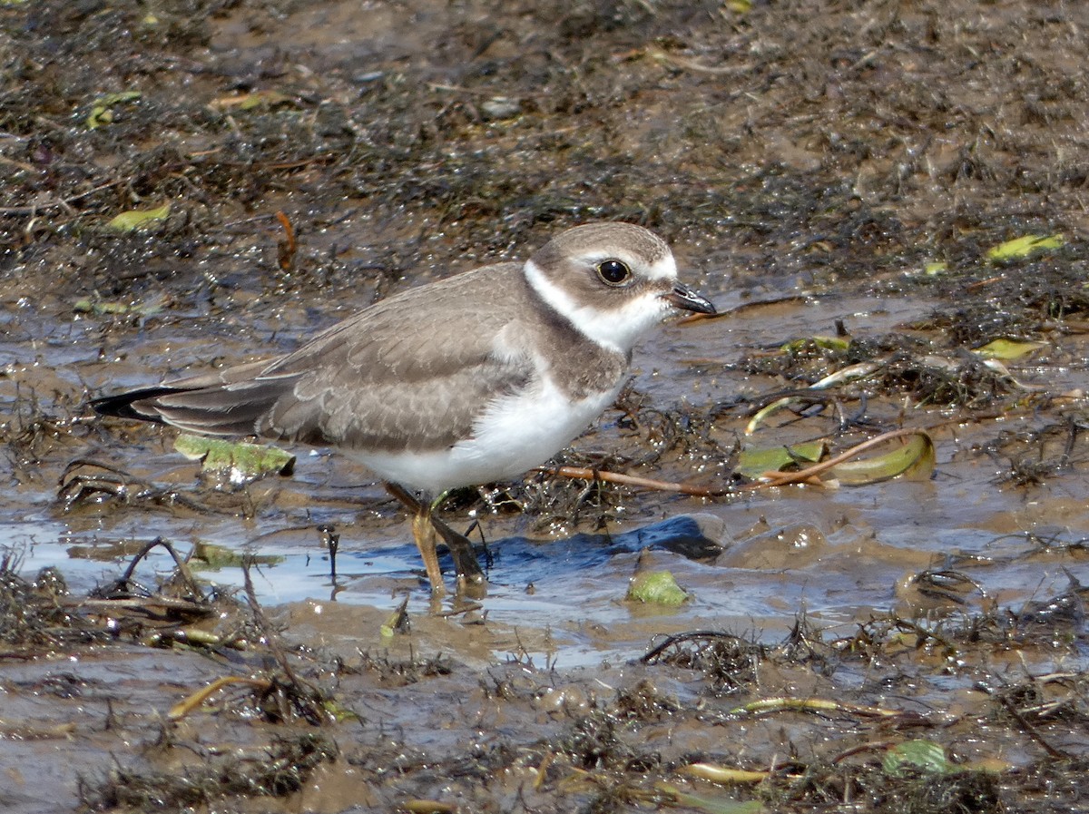 Semipalmated Plover - ML176912671