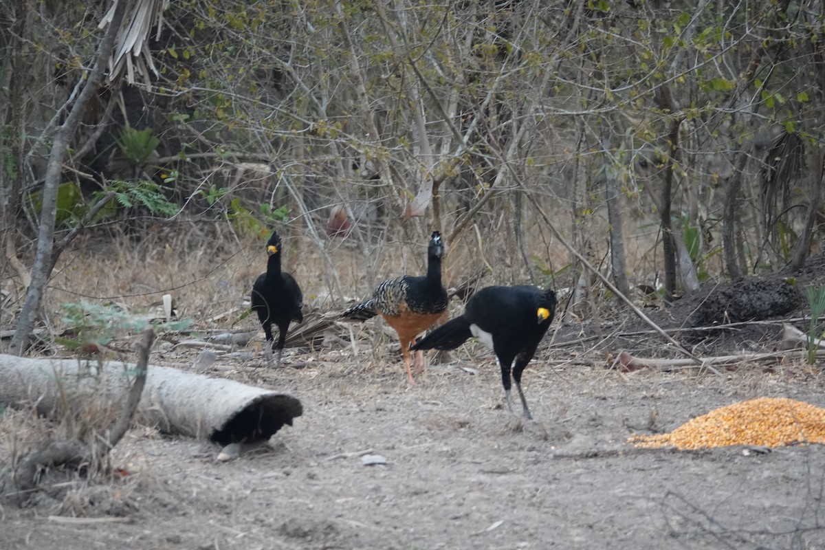 Bare-faced Curassow - ML176915371