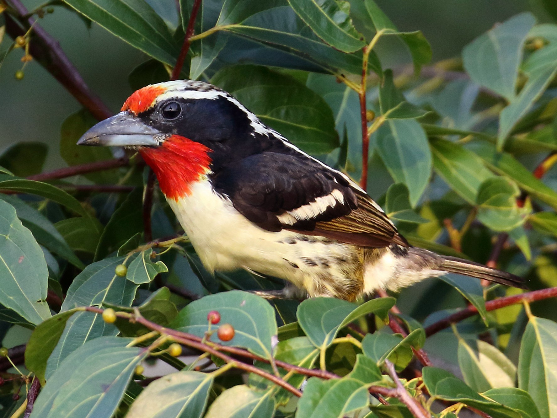 Black-spotted Barbet - Myles McNally