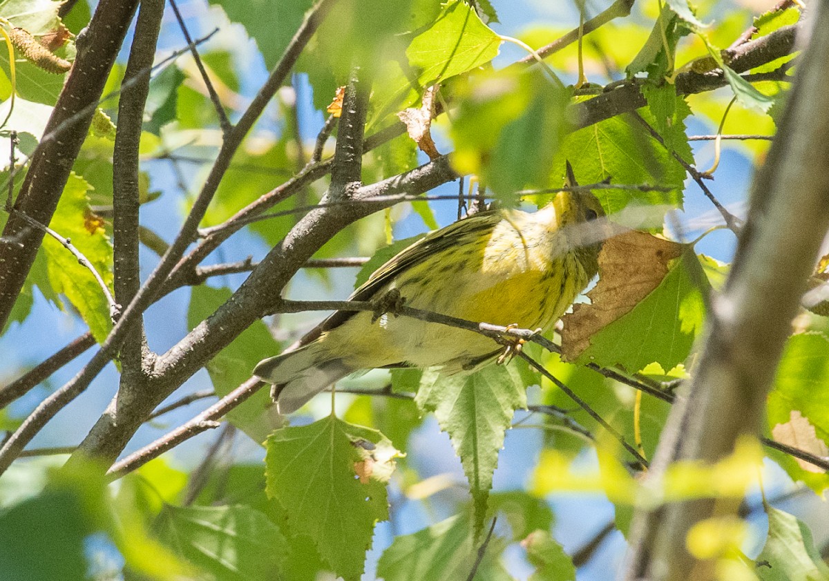 Cape May Warbler - ML176923621