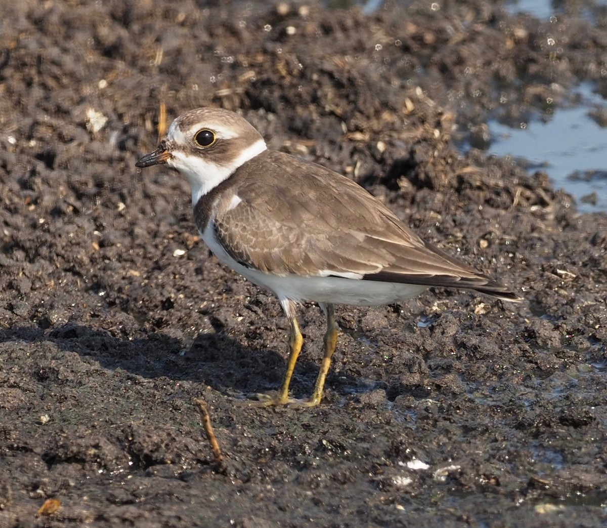 Semipalmated Plover - Bob Foehring
