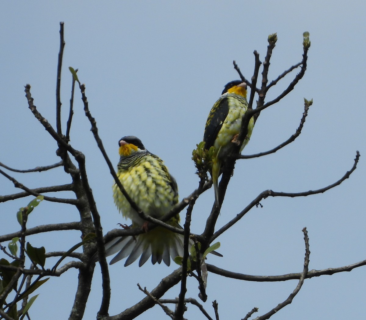 Swallow-tailed Cotinga - Rene Santos