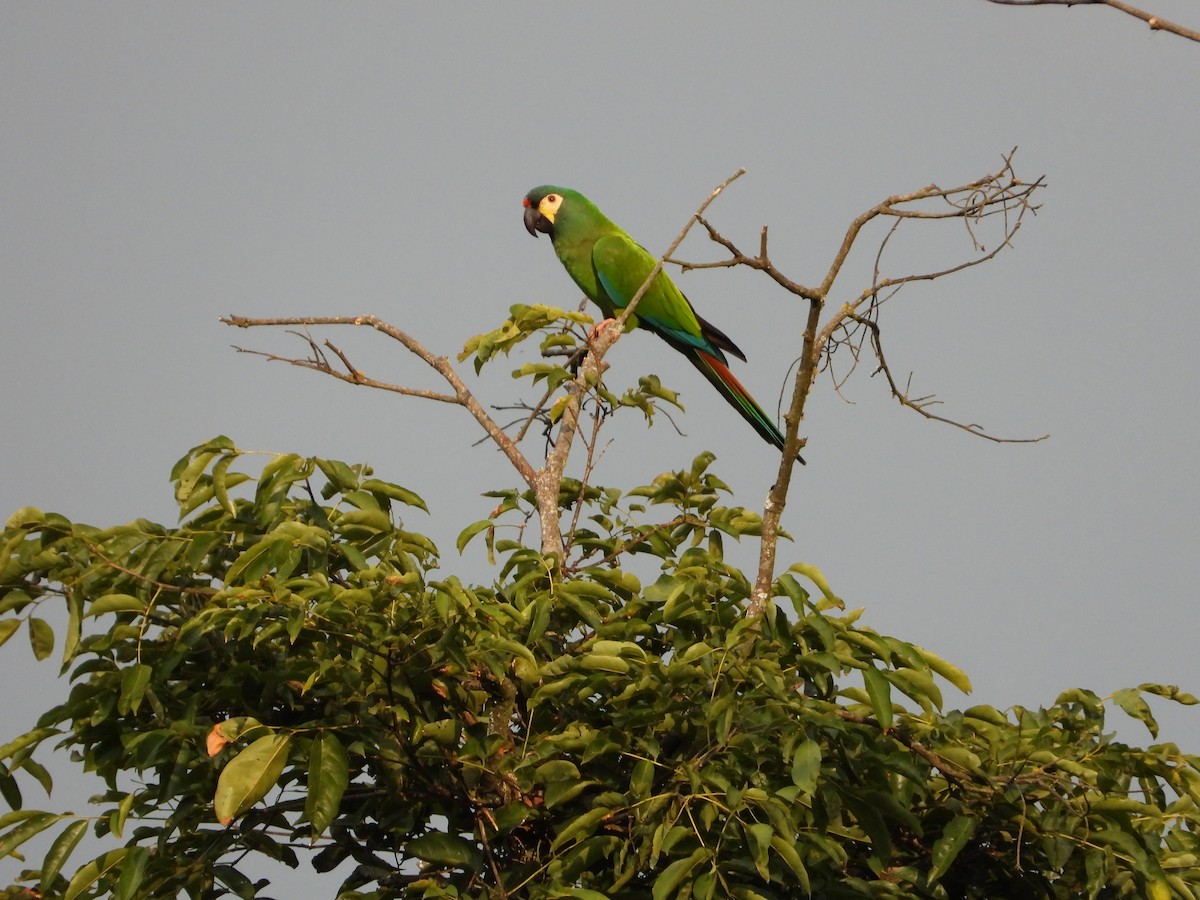 Blue-winged Macaw - Rene Santos