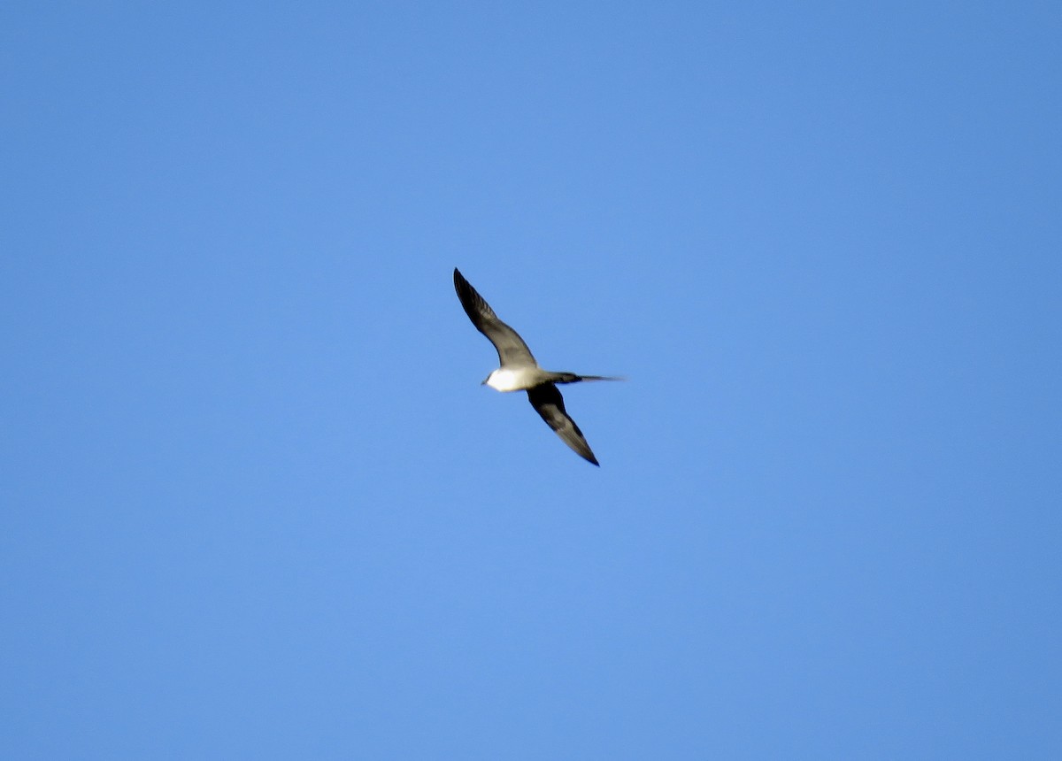 Long-tailed Jaeger - ML176927991
