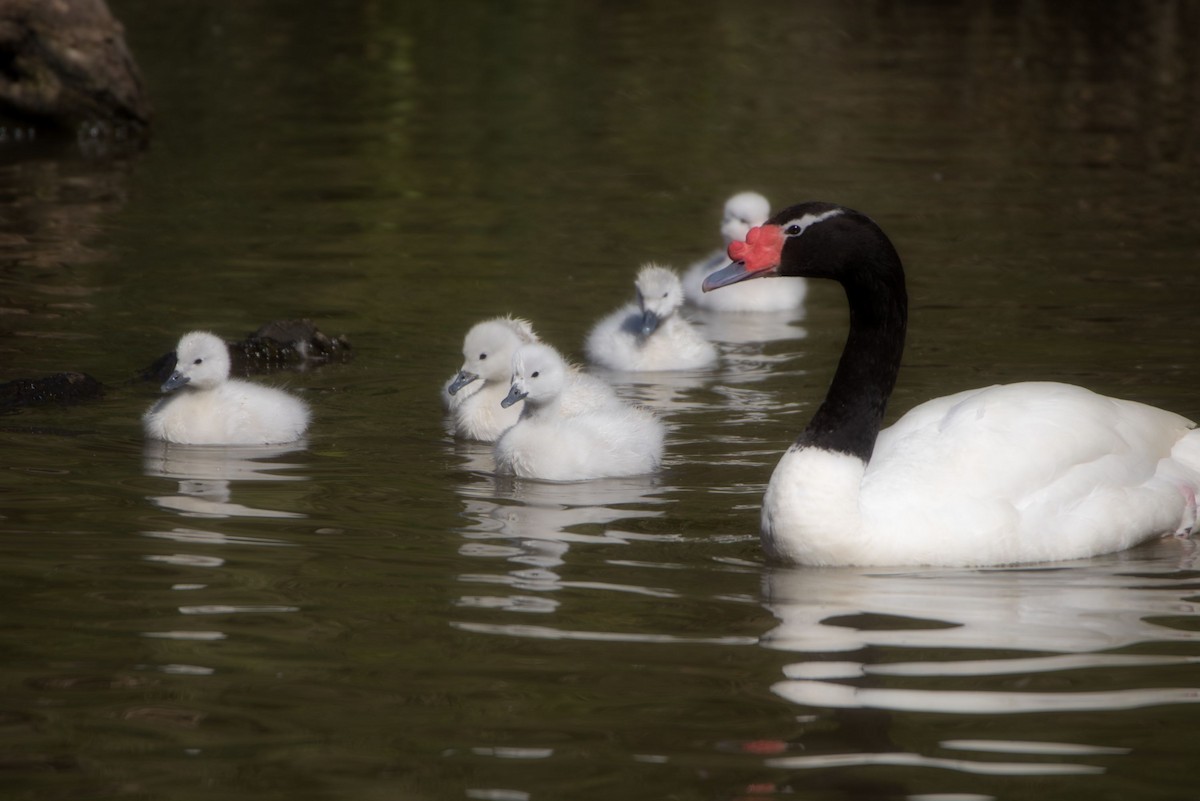 Black-necked Swan - ML176928891