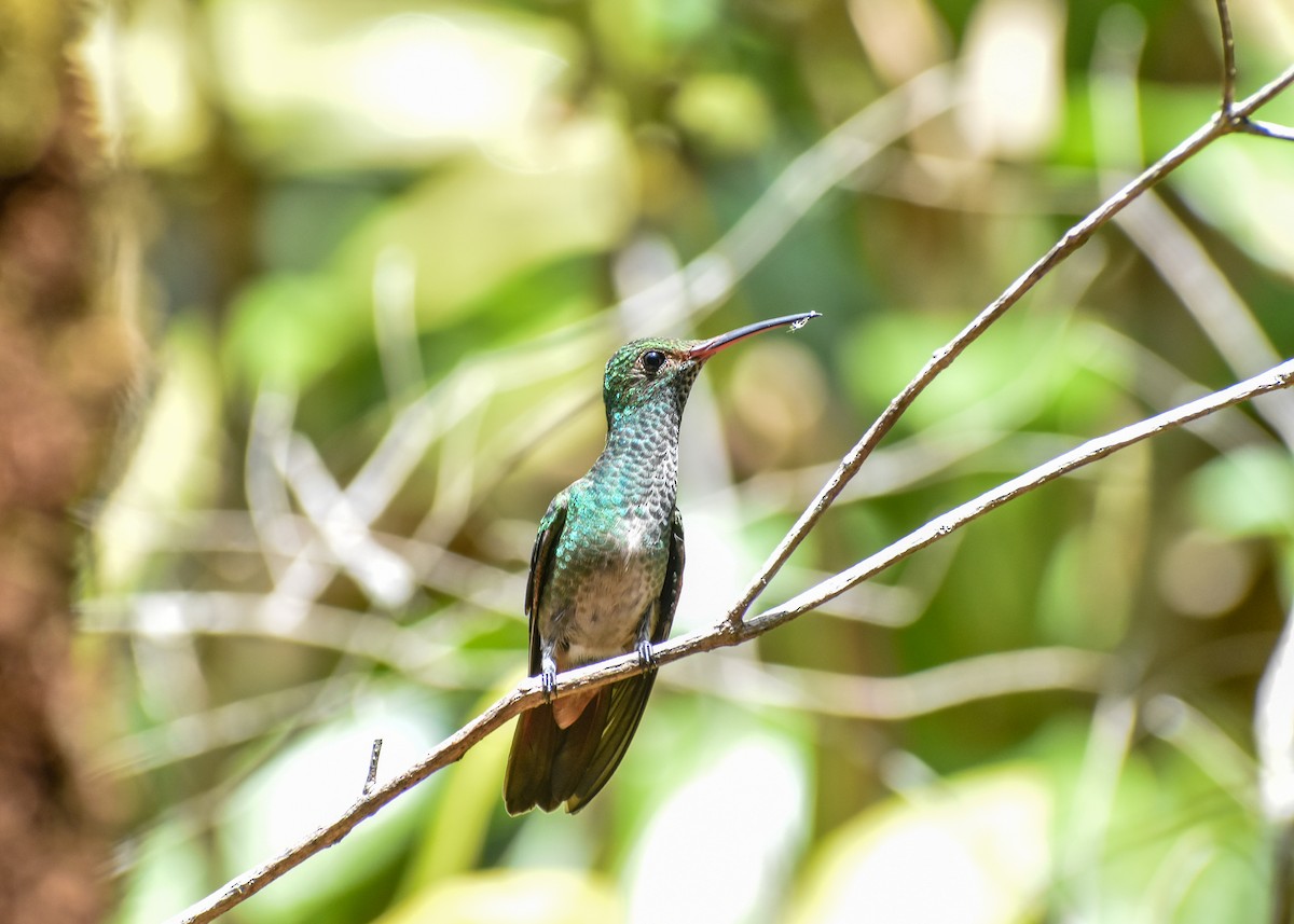 Rufous-tailed Hummingbird - Marlyn Cruz