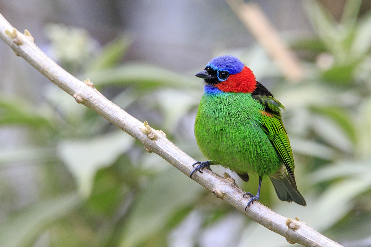 Red-necked Tanager - ML176934031