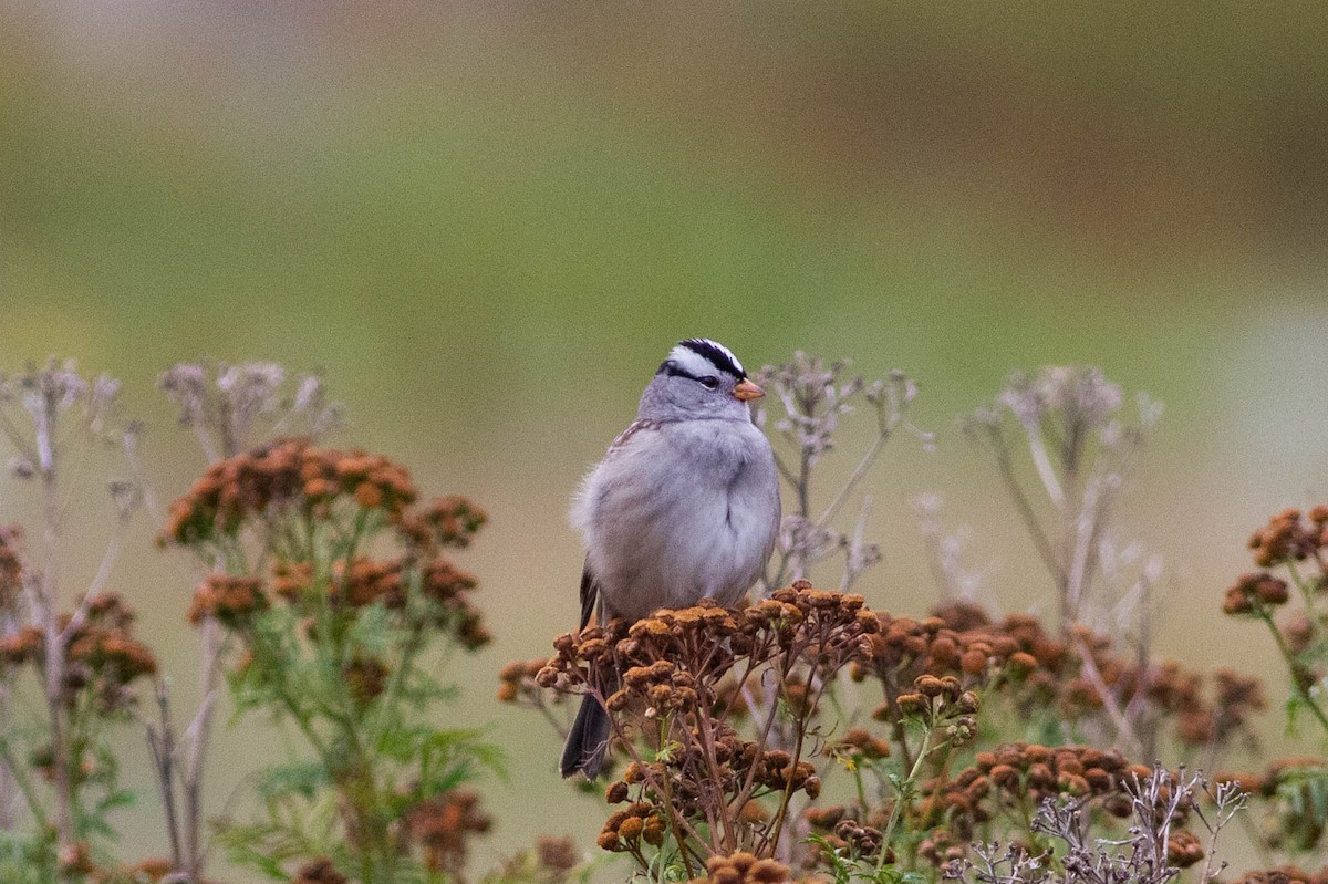 White-crowned Sparrow - ML176936321
