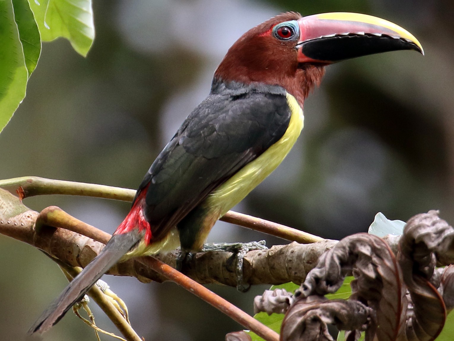 Green Aracari - Myles McNally