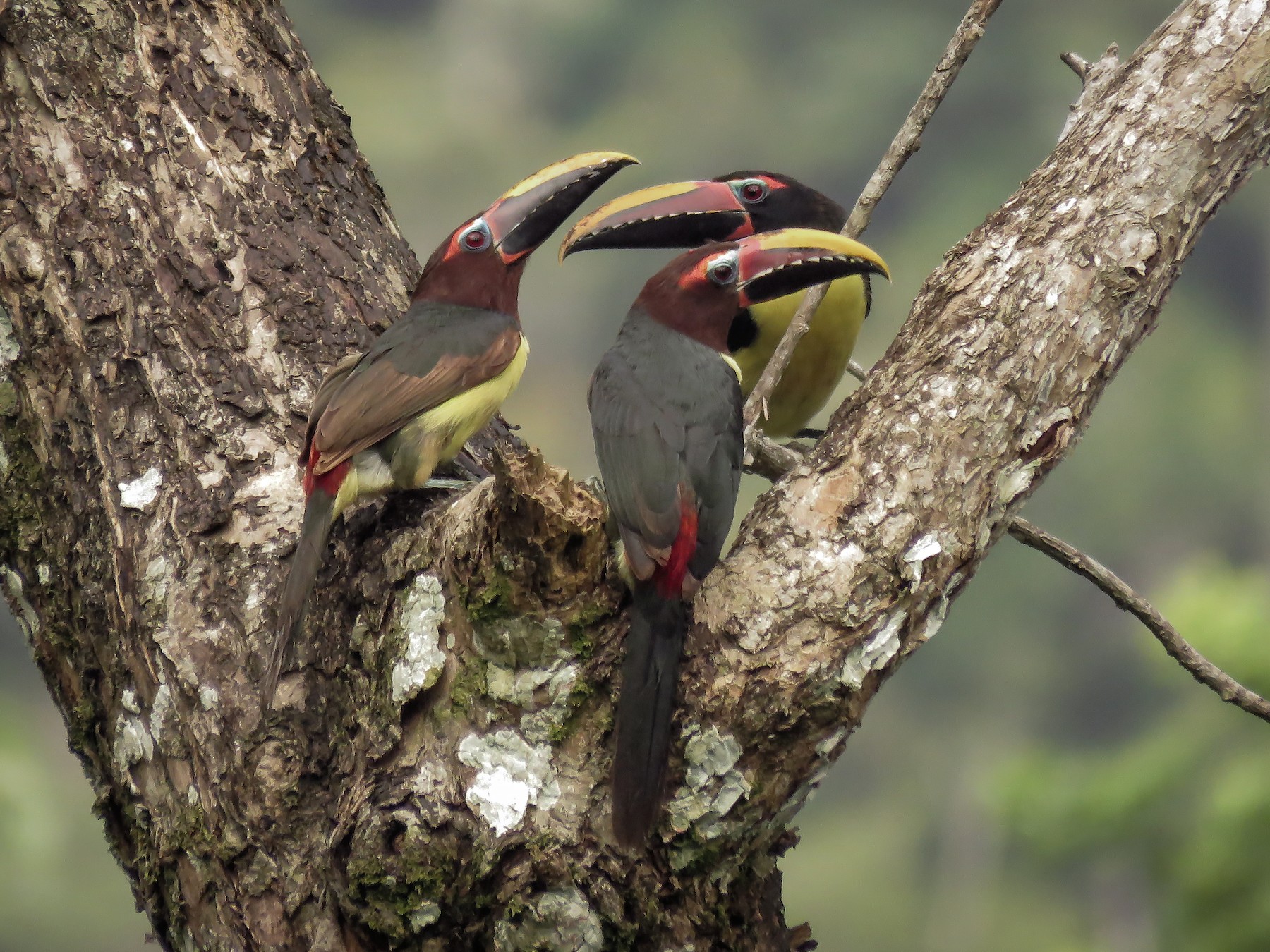 Green Aracari - Arthur Gomes