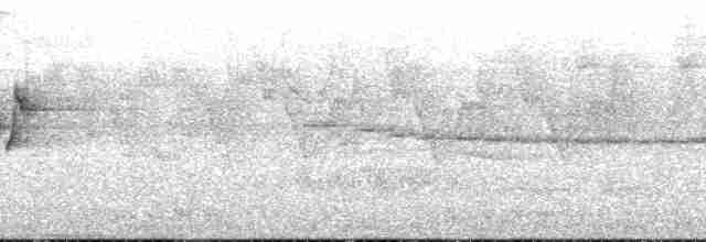 Gray-cheeked Warbler - ML176941