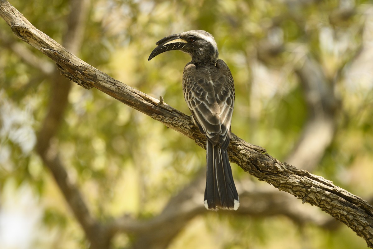 African Gray Hornbill - Peter Hawrylyshyn