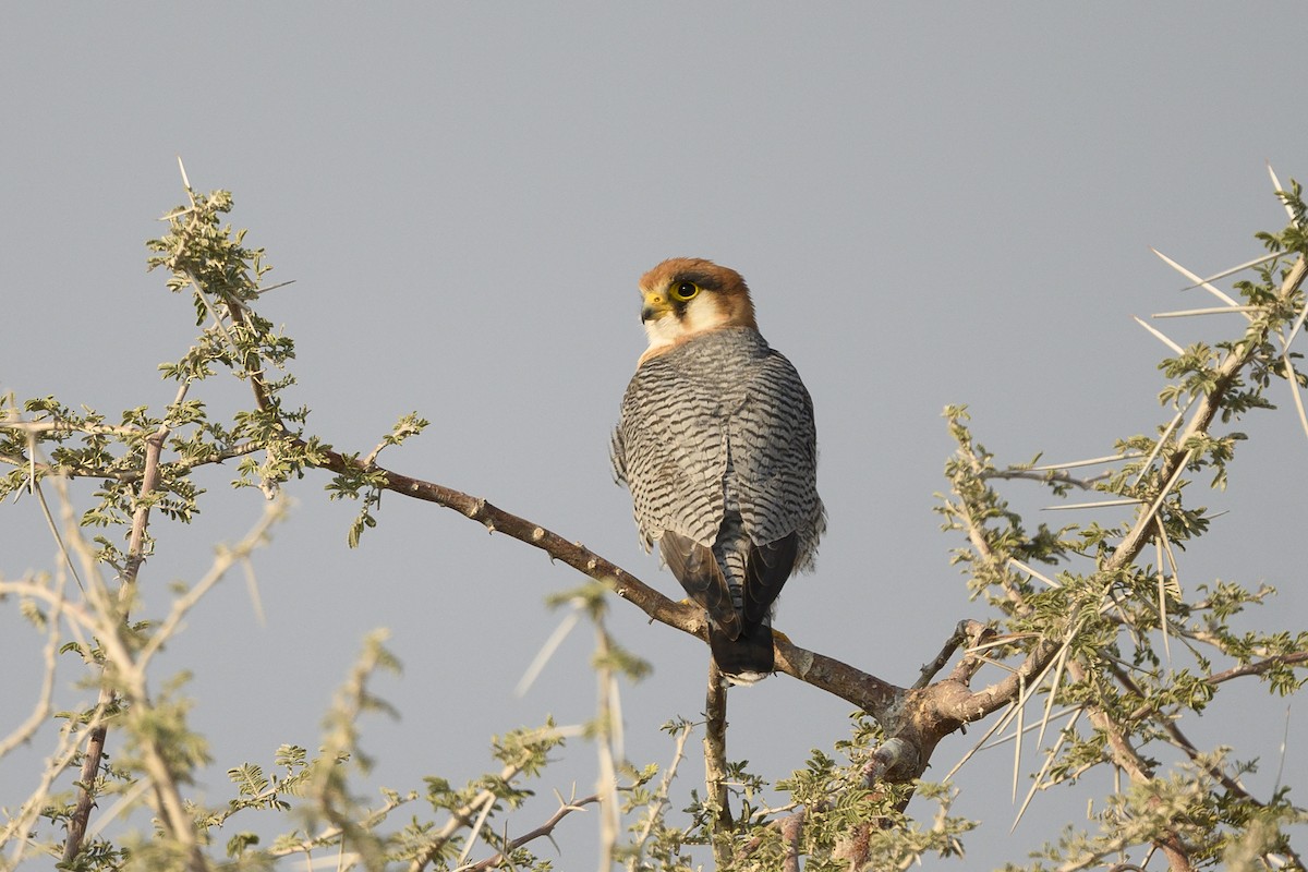 Red-necked Falcon - Peter Hawrylyshyn
