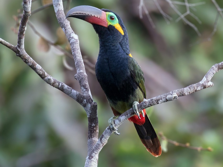 Guianan Toucanet - Alexandre Gualhanone