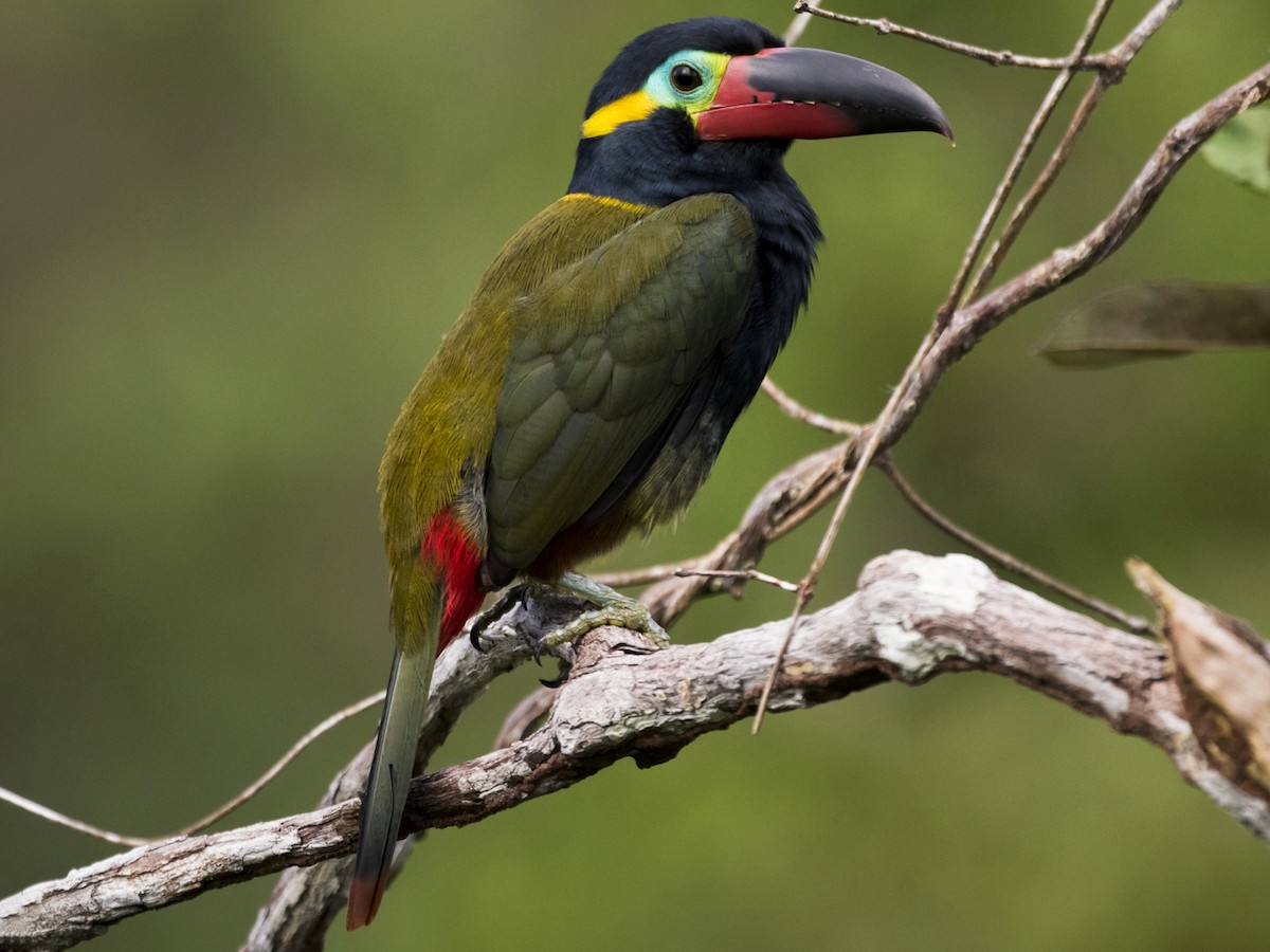 Guianan Toucanet - Selenidera piperivora - Birds of the World