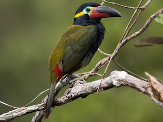  - Guianan Toucanet