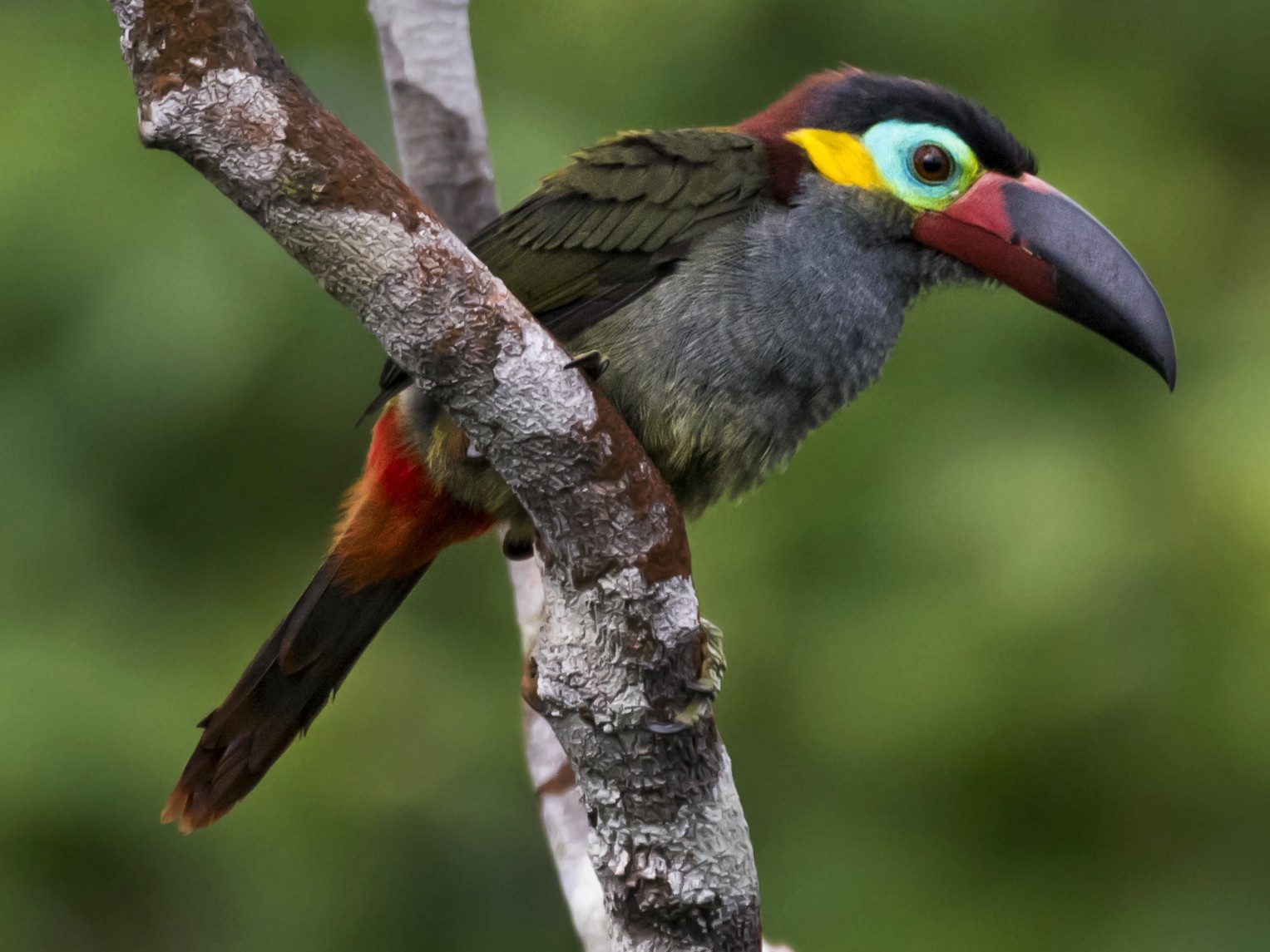 Guianan Toucanet - Claudia Brasileiro