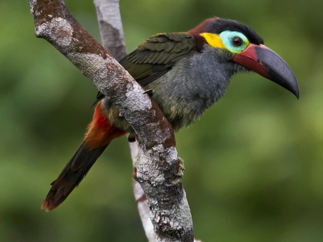 Photos Guianan Toucanet Selenidera Piperivora Birds Of The World