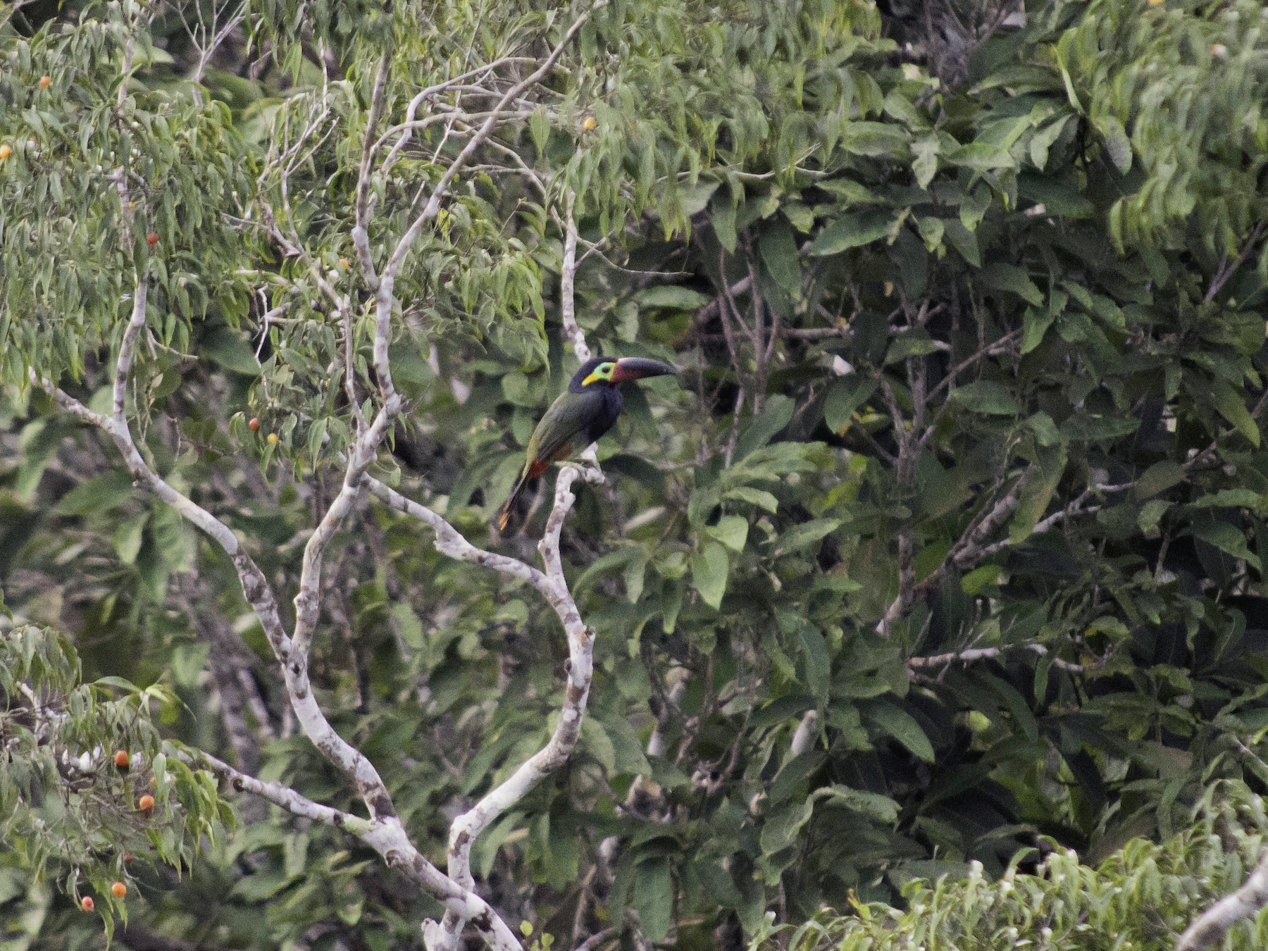 Guianan Toucanet Ebird