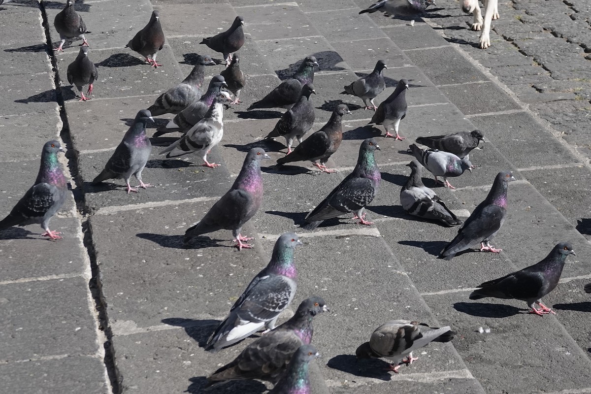 Rock Pigeon (Feral Pigeon) - ML176943631