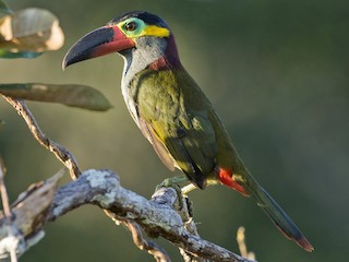 Guianan Toucanet Selenidera Piperivora Birds Of The World