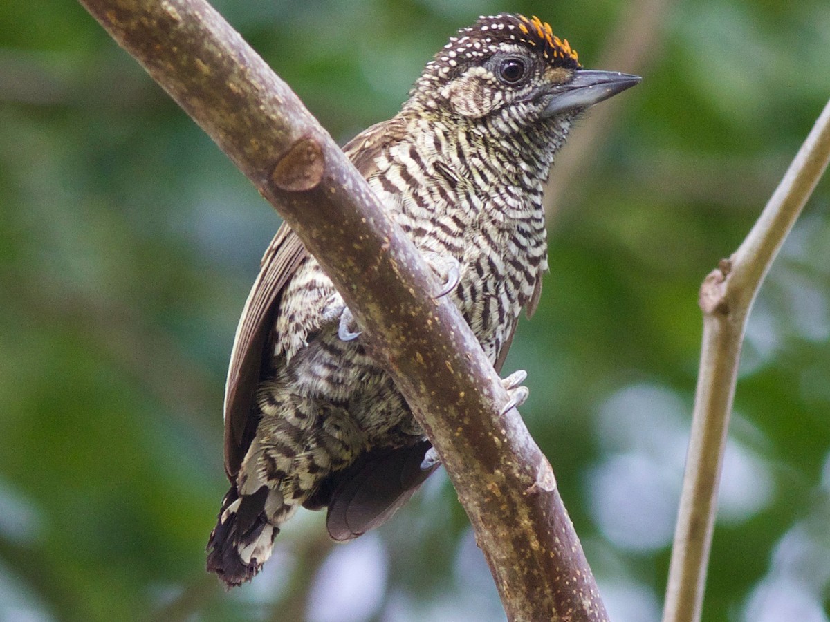 Golden-spangled Piculet - Picumnus exilis - Birds of the World