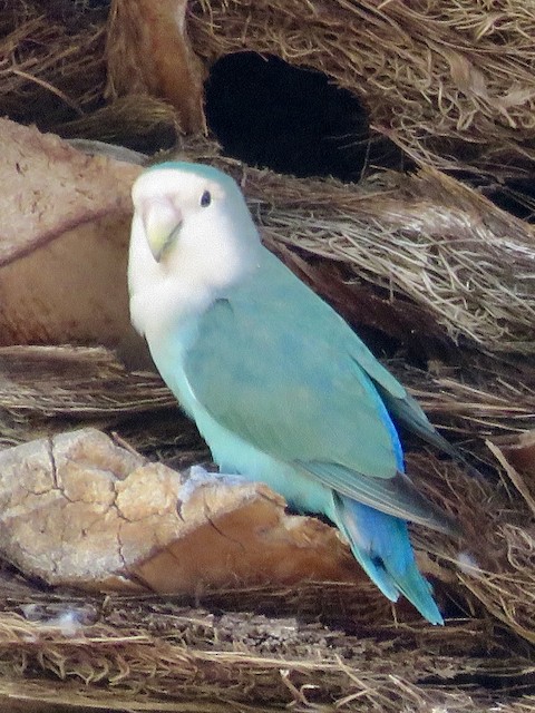 ボタンインコ属 Ebird