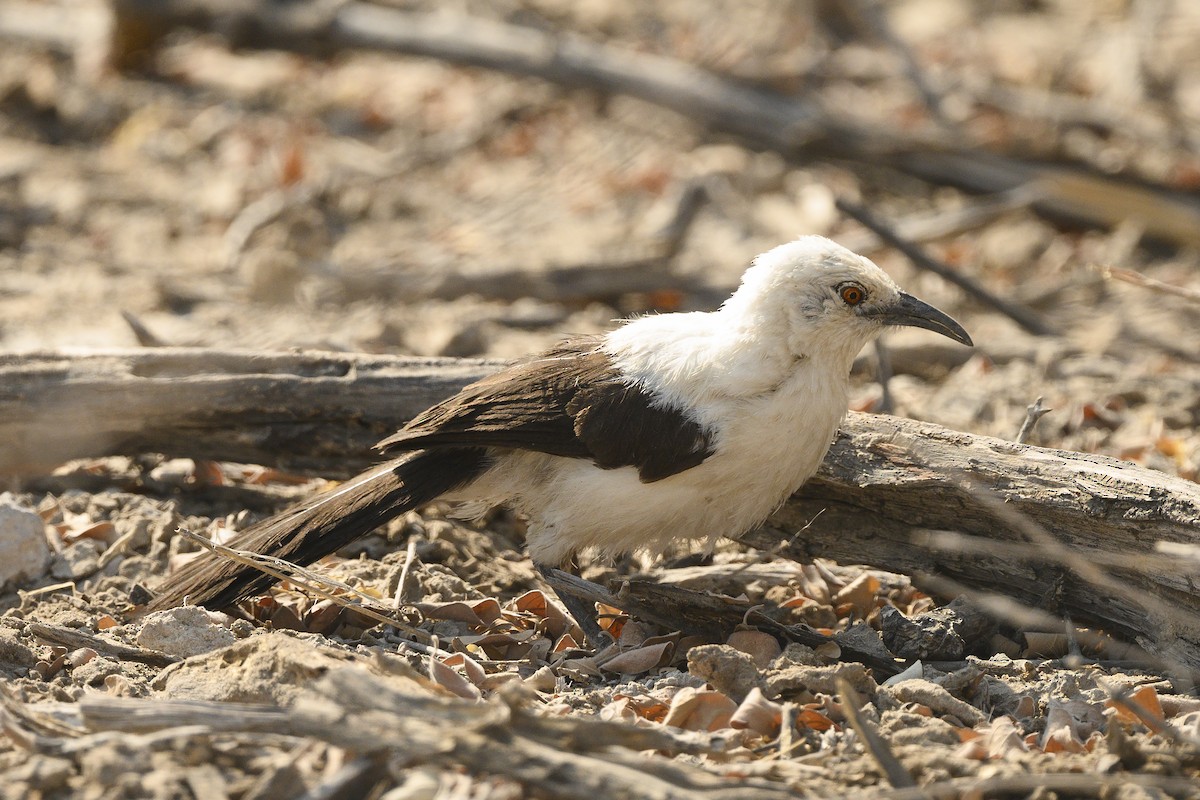 Southern Pied-Babbler - ML176947361