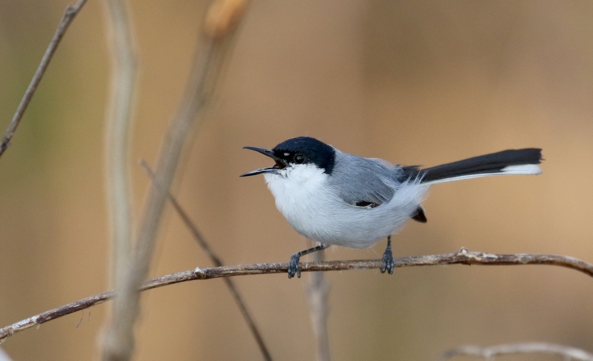 White-lored Gnatcatcher - Jay McGowan