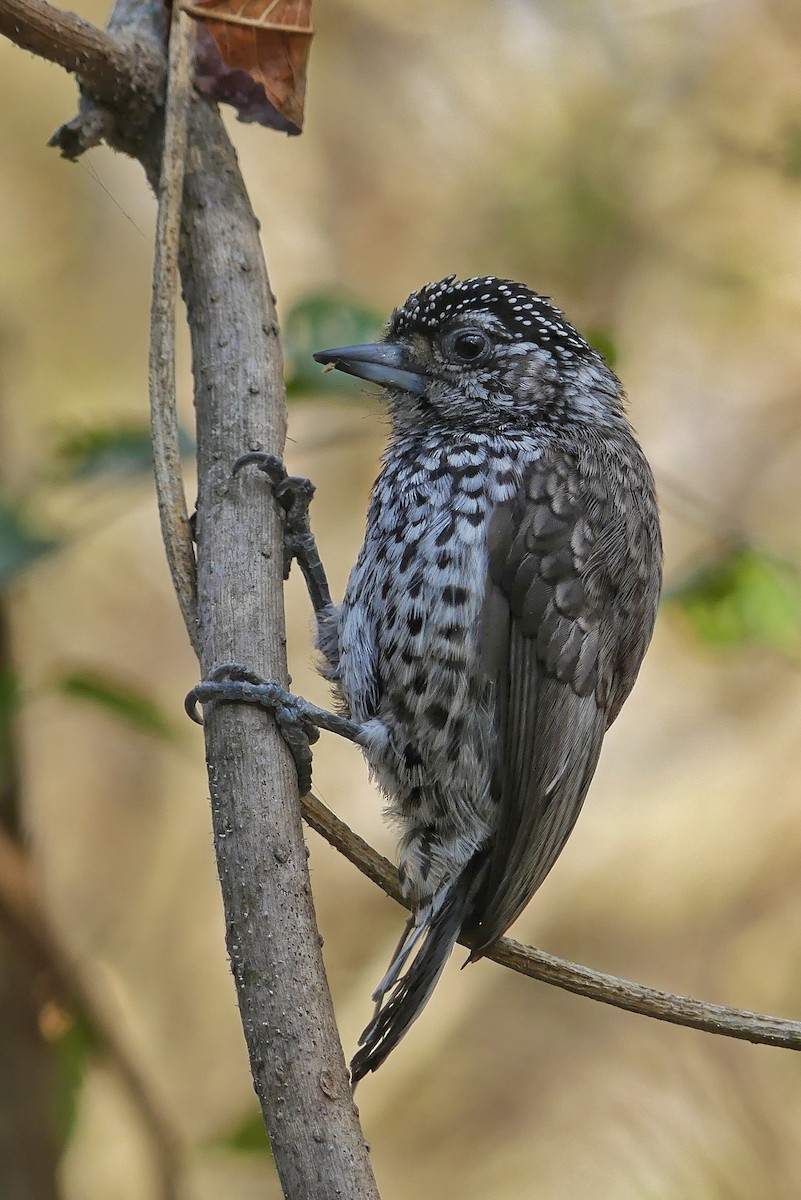 White-barred Piculet - Jorge  Quiroga