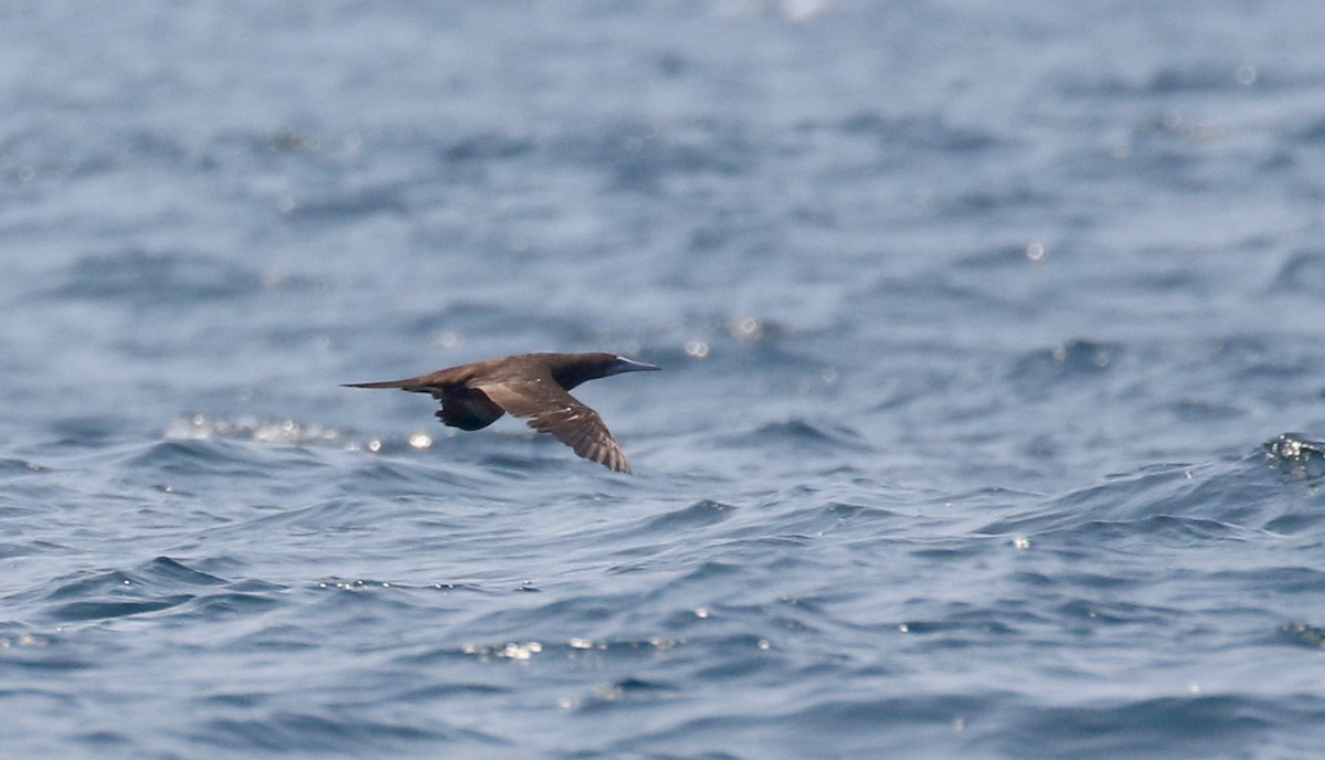 Brown Booby - ML176962281