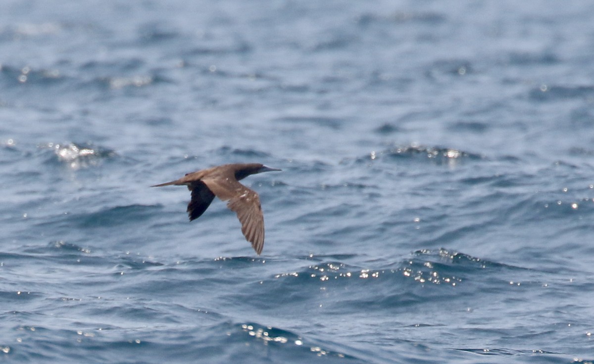 Brown Booby - ML176962291