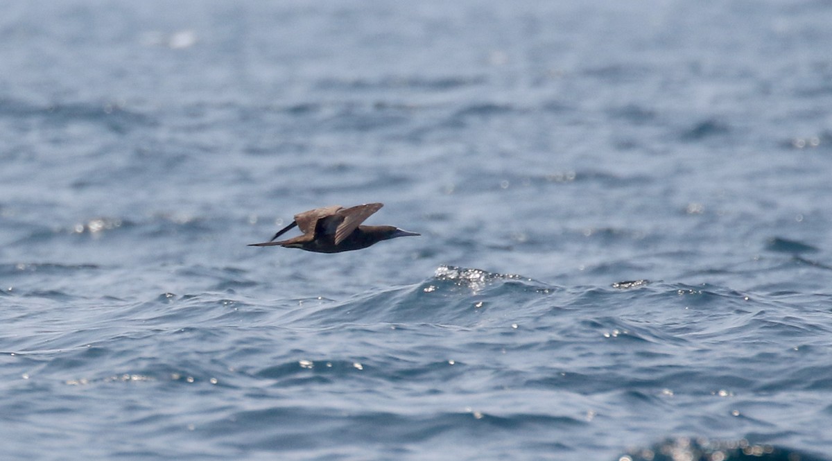 Brown Booby - ML176962301