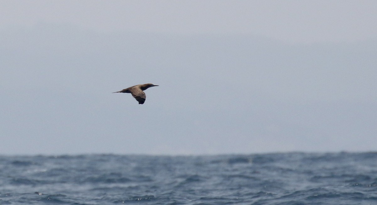 Brown Booby - ML176962721