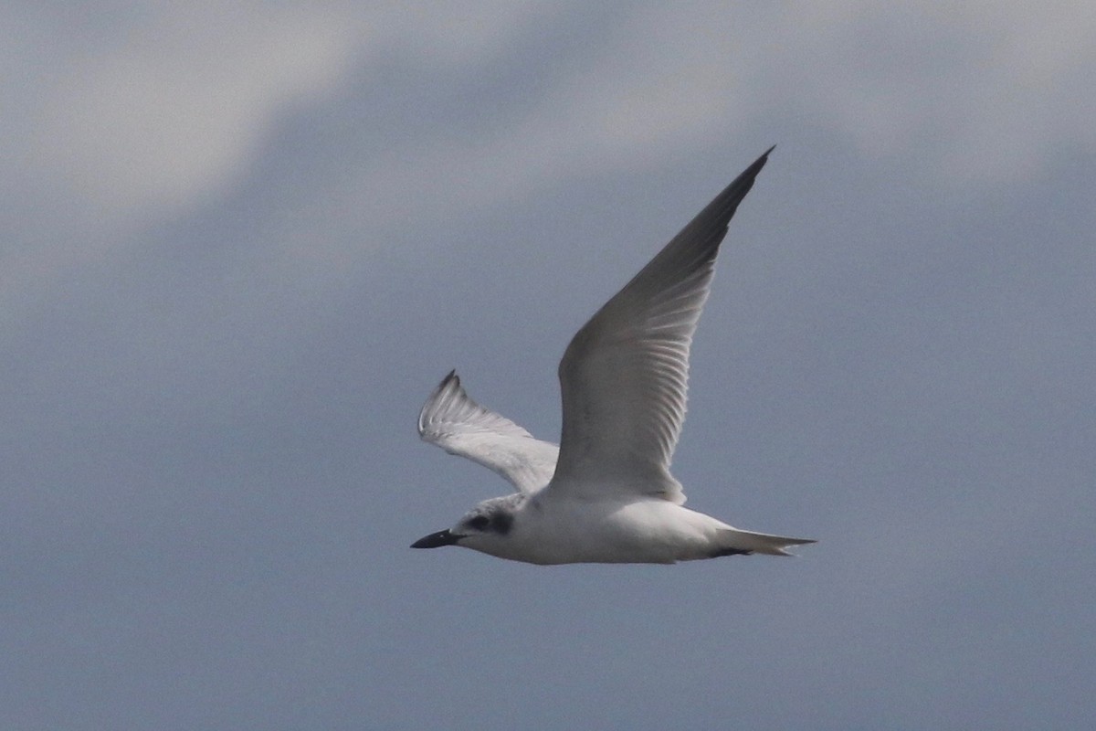 Gull-billed Tern - Alvan Buckley