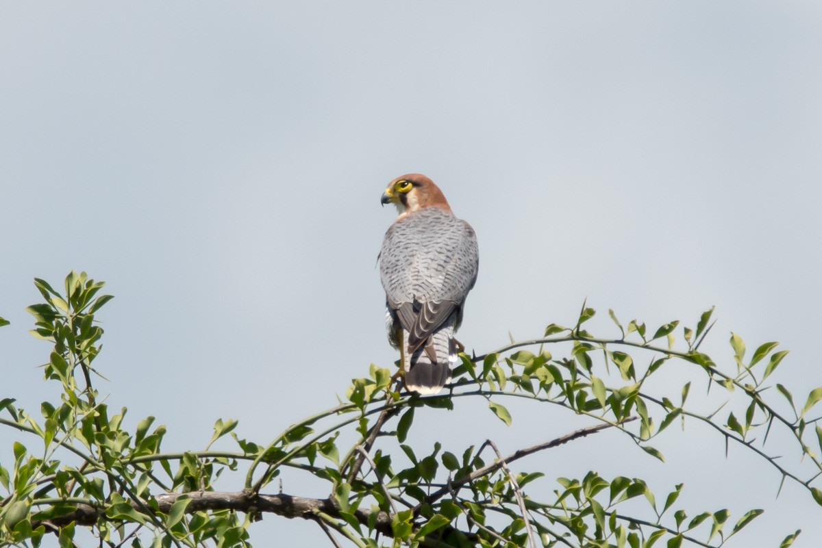 Red-necked Falcon - Victor Hugo Michelini